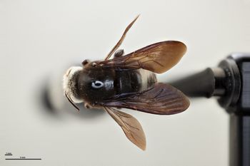 Media type: image;   Entomology 810832 Aspect: habitus dorsal view
